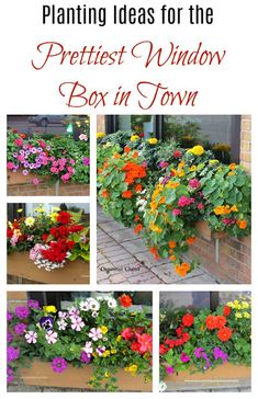 several different types of flowers are shown in this box with the words, planting ideas for the prettiest window box in town