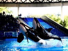 two black and white orca jumping in the water