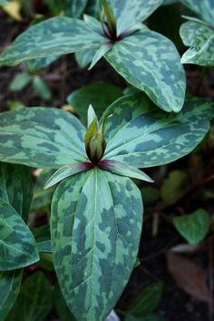 some green leaves with white spots on them