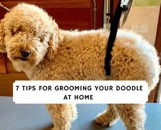 a poodle standing on top of a table with the words 7 tips for grooming your doodle at home