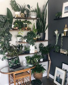 a room filled with lots of plants and pictures on the wall next to a laptop