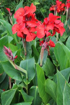 red flowers with green leaves and water droplets on them