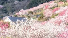 pink and white flowers blooming on the side of a hill next to a house