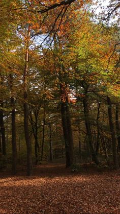 an area with many trees and leaves on the ground