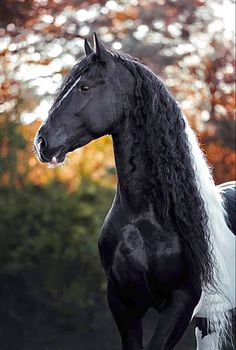 a black and white horse standing in front of trees