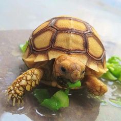 a close up of a small turtle on some leaves