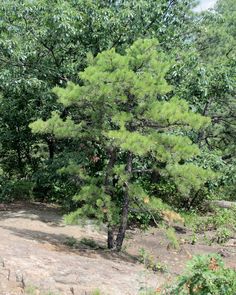 a lone pine tree stands in the middle of a dirt path surrounded by green trees