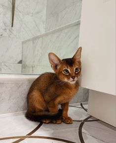 a small cat sitting on the floor in front of a bath tub with marble walls