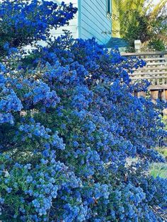 blue flowers are growing on the side of a house