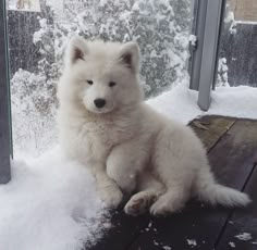 a fluffy white dog sitting on top of snow covered ground next to a window sill