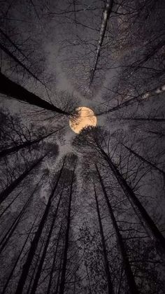 looking up at the tops of tall trees in a dark forest with a full moon