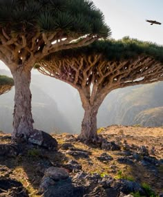 two trees that are in the grass near some rocks and bushes with birds flying around them