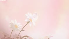 two white daisies in a vase on a pink background