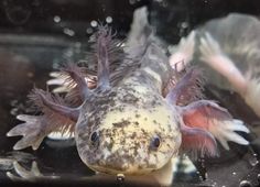 a close up of a fish in an aquarium looking at the camera with its mouth open