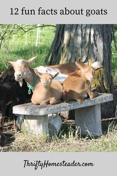 three goats are sitting on a bench in front of a tree with the words, 12 fun fact about goats