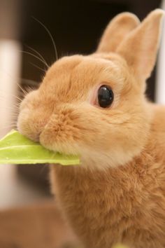 a brown rabbit eating a green leaf