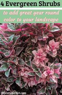 purple and green plants with text that reads 4 evergreen shrubs to add great year round color to your landscape