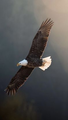 an eagle soaring through the air with its wings spread