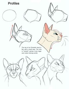 how to draw an egyptian cat's head in 3 easy steps step by step