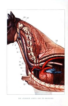 an image of the inside of a horse's head with blood vessels in it