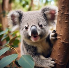 a baby koala is sitting in a tree and looking up at the camera with its mouth open