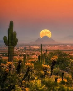 the full moon is setting over a desert landscape with cacti and saguados