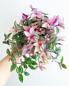 a person's hand holding a bouquet of flowers with purple and green leaves on it