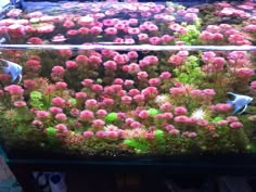 an aquarium filled with pink and green plants