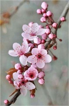 pink flowers are blooming on a tree branch