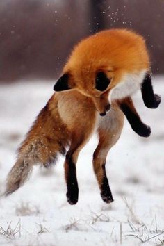 a red fox jumping in the air with its front paws on it's back legs