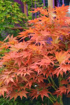 an orange plant with red leaves in front of some bushes and plants on the ground