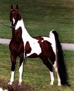 a brown and white horse standing on top of a lush green field