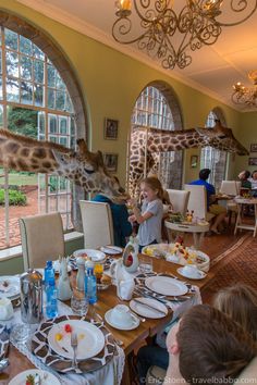 a giraffe is eating at a restaurant with people in the background and text overlay that says, stay at giraffe manor