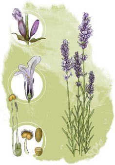 three different types of flowers are shown in this drawing, one is purple and the other is white