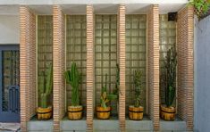 several potted plants are lined up in front of a wall