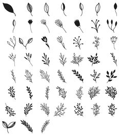 various plants and leaves drawn in black ink on a white background, each with different shapes