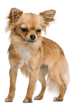 a small brown dog standing on top of a white floor in front of a white background