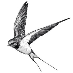 a black and white drawing of a bird flying