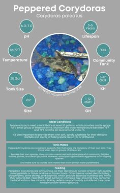 an info sheet with information about the different types of seaweed and other marine creatures