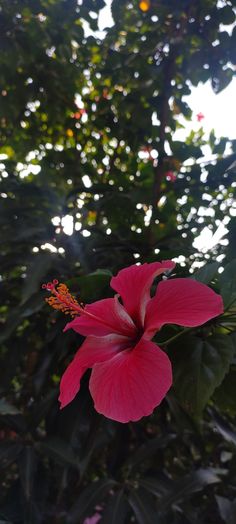 a pink flower is blooming in front of some green leaves and trees on a sunny day