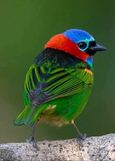 a colorful bird sitting on top of a tree branch in front of a green background