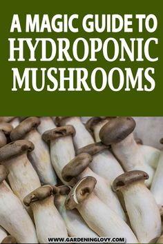 mushrooms with text overlay that reads a magic guide to hydroponic mushroom's