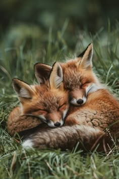 two foxes cuddle together in the grass