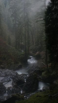 a stream running through a forest filled with lots of green grass and trees on a foggy day