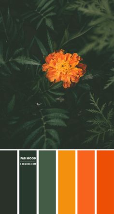 an orange flower with green leaves in the background and color swatches on each side