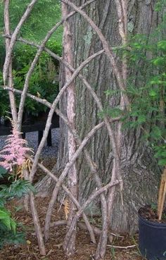 a tree that is next to a potted plant