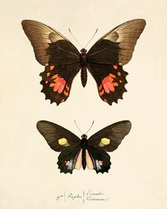 two butterflies with orange and black markings on their wings