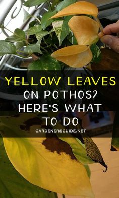 yellow leaves with text overlay that reads, yellow leaves on pothos? here's what to do