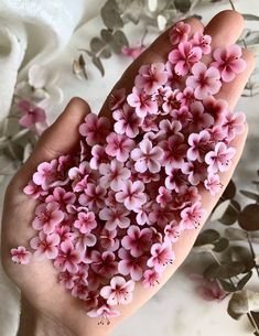 small pink flowers are in the palm of someone's hand