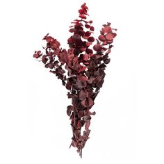 a bunch of red flowers on a white background